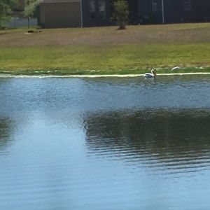 Meet your Posher, Alice